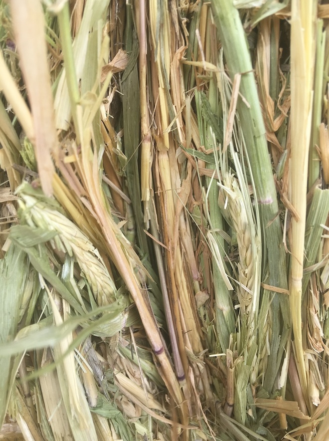 150mt Barley Hay 660kg 8x4x3 Bales Hay & Fodder Barley Hay